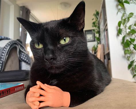 cats with plastic hands